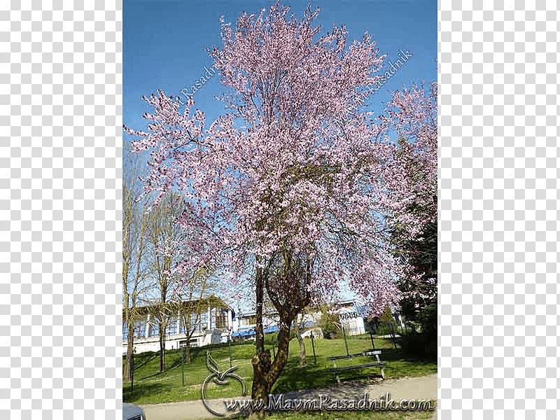 Cherry blossom Prunus ST.AU.150 MIN.V.UNC.NR AD, Prunus Tomentosa transparent background PNG clipart