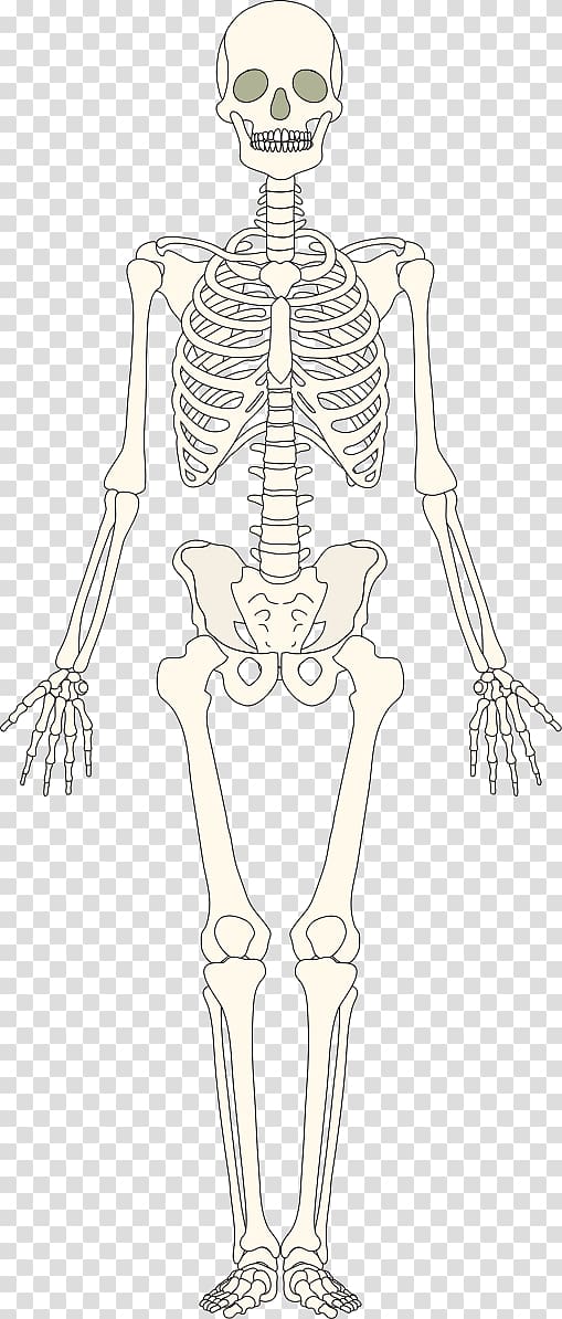 Bone Human skeleton Homo sapiens Muscle, Skeleton transparent background PNG clipart