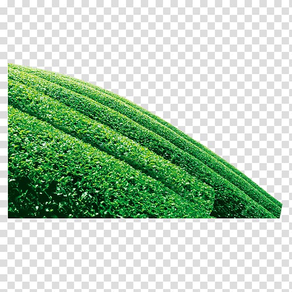 Green tea Camellia sinensis, tea tree transparent background PNG clipart