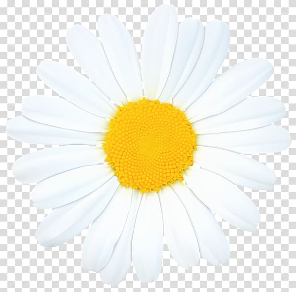 Common daisy , chamomile transparent background PNG clipart