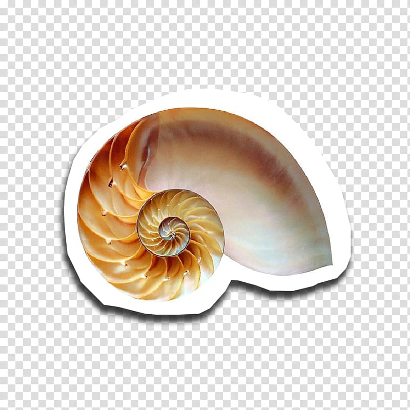 Snail Golden ratio Fibonacci number Chambered nautilus, Snail transparent background PNG clipart