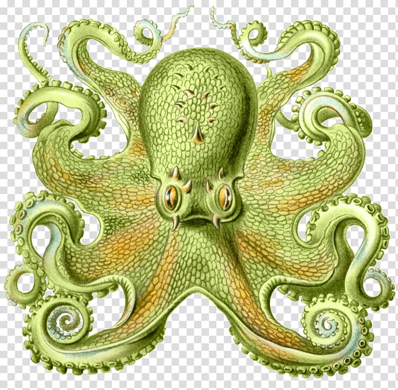 Art Forms in Nature Octopus Cephalopod Squid Drawing, nature sea animals octopus transparent background PNG clipart