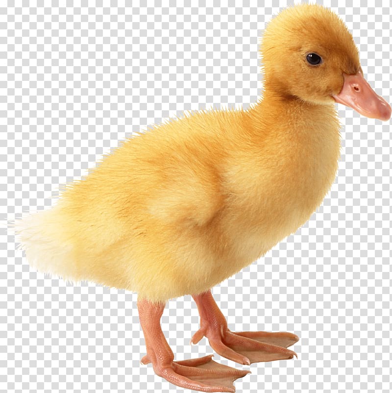 Little Yellow Duck Project American Pekin, Little Yellow Duck transparent background PNG clipart