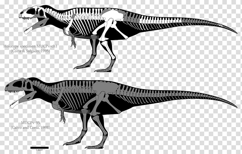 Carcharodontosaurus Giganotosaurus Mapusaurus Tyrannosaurus Yangchuanosaurus, blue skull transparent background PNG clipart