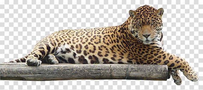 Jaguar transparent background PNG clipart