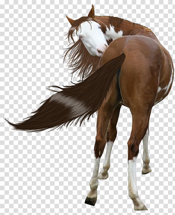 Horses Mustang American Paint Horse Miles City Bucking Horse Sale Stallion, painted transparent background PNG clipart