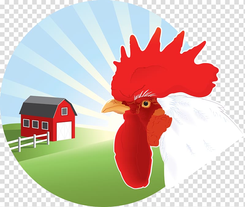 Farm Illustration, Fight chicken transparent background PNG clipart