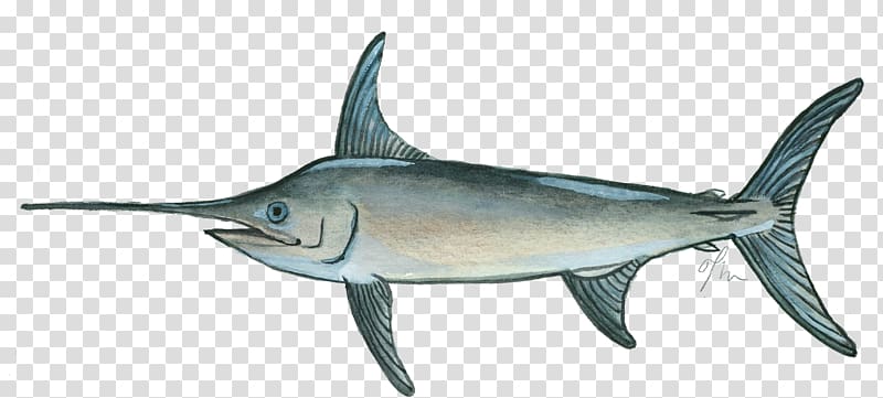 Swordfish Marlin Thunnus Milkfish, fish transparent background PNG clipart