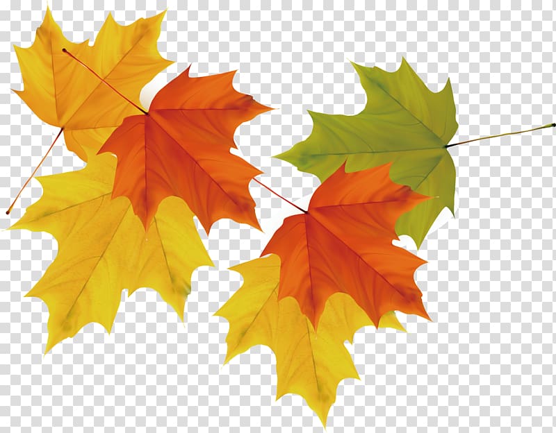 orange, yellow, and green leaves , Maple leaf Autumn, maple leaf transparent background PNG clipart