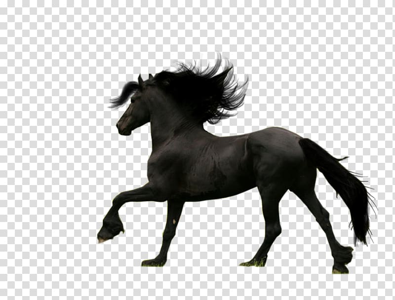 Friesian horse Thoroughbred Android Breed, Dark Horse transparent background PNG clipart