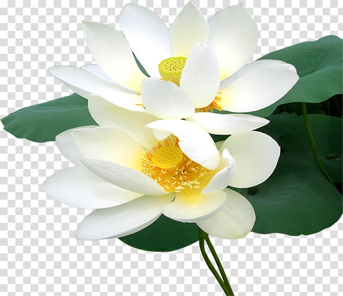 Nelumbo nucifera Computer Software, Beautiful plants,Lotus transparent background PNG clipart