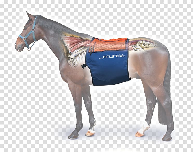 Horse Equine massage Equestrian Tapotement, horse transparent background PNG clipart
