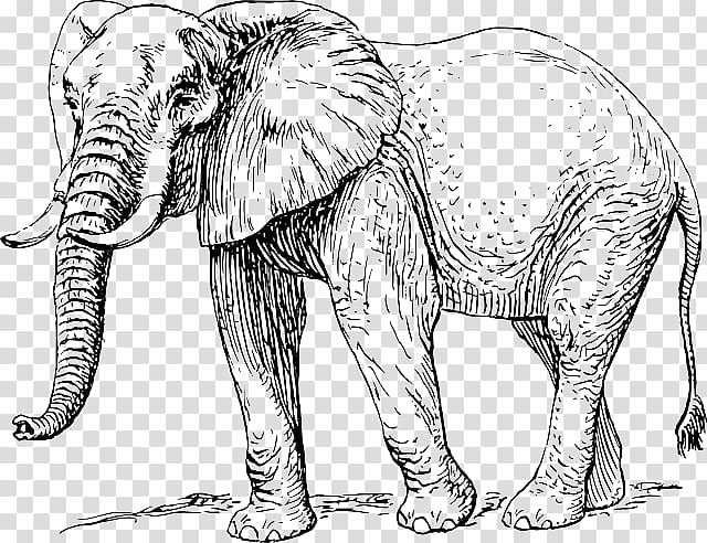 Asian elephant African elephant Elephantidae Drawing , Elephant trunk transparent background PNG clipart