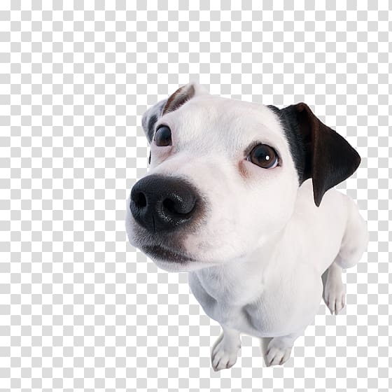 Jack Russell Terrier Dog breed Puppy Copy editing Companion dog, puppy transparent background PNG clipart