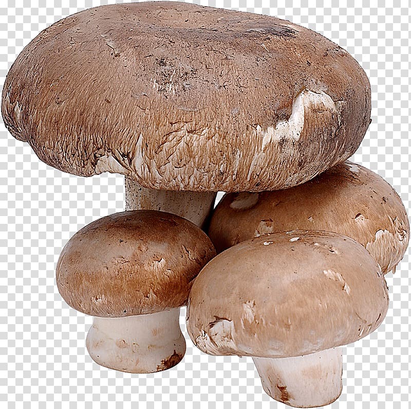 Edible mushroom Shiitake Fungus Food, mushroom transparent background PNG clipart