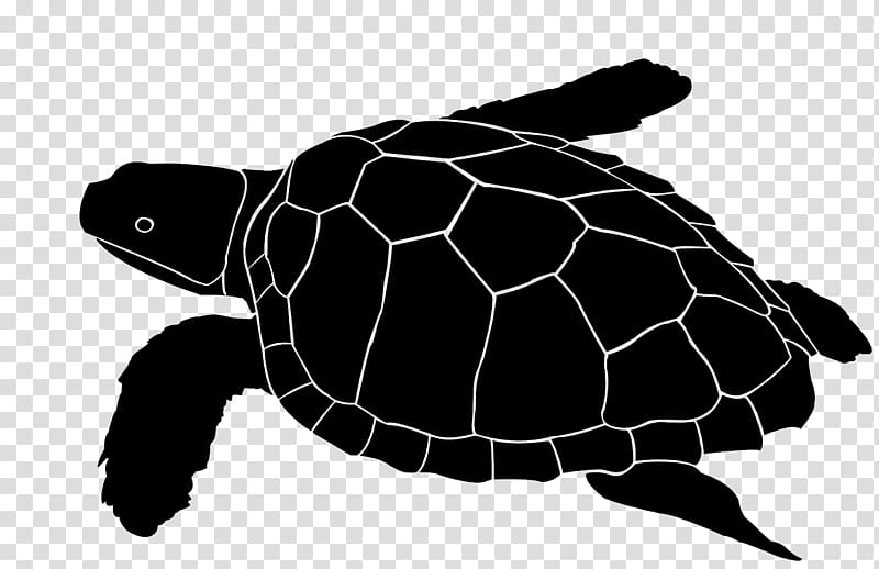 Loggerhead sea turtle Glass etching Glass engraving, glass transparent background PNG clipart