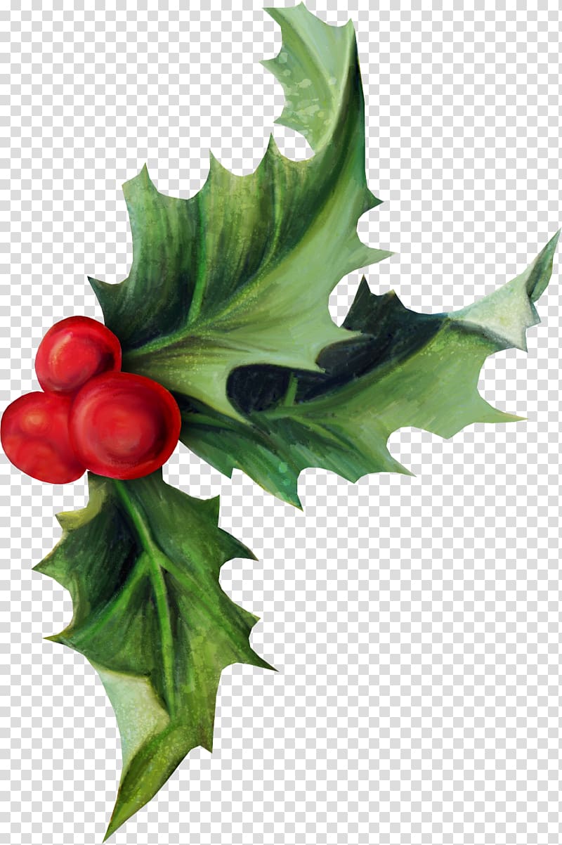 Common holly Christmas Aquifoliales Ilex crenata, HOLLY transparent background PNG clipart