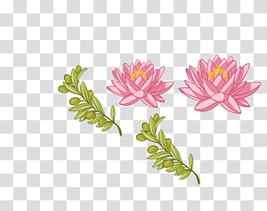 Euclidean Nelumbo nucifera , color lotus green leaf decoration pattern transparent background PNG clipart thumbnail