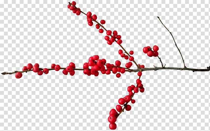Berry Christmas Pink peppercorn , red berries transparent background PNG clipart