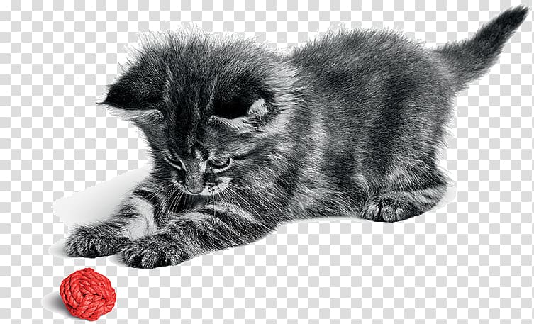 Persian cat Norwegian Forest cat Kitten Chartreux Dog, american curl kittens transparent background PNG clipart