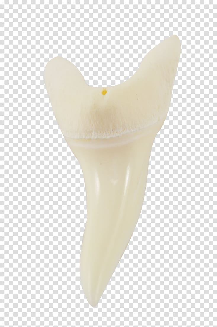 Human tooth Product design, painted conch transparent background PNG clipart