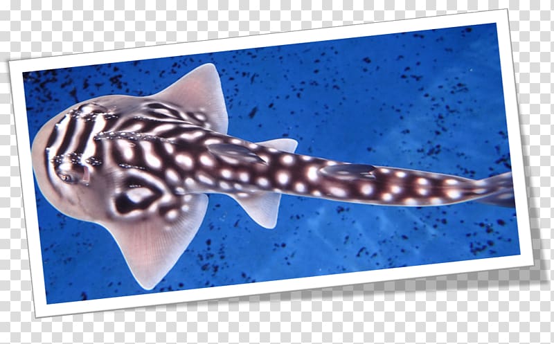 Sharks & Rays Bowmouth guitarfish Batoidea Chondrichthyes, BABY SHARK transparent background PNG clipart