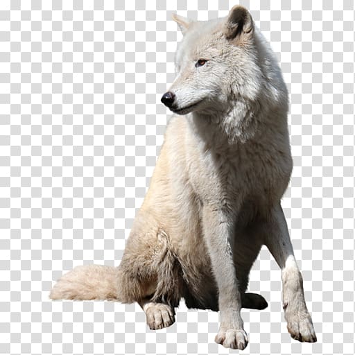 Gray wolf Tutorial, catamount transparent background PNG clipart ...