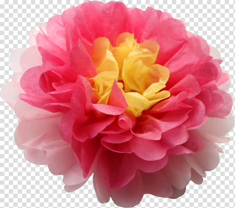 Cabbage rose Pom-pom Pink Yellow Flower, Paper Pom Pom Tissue Paper transparent background PNG clipart