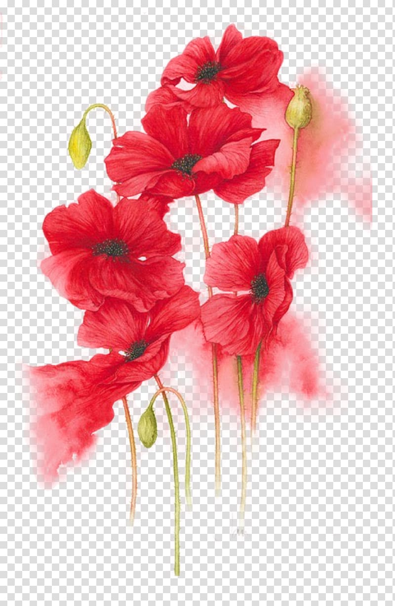 common poppy flowers , Watercolor painting Artist Illustrator, painting transparent background PNG clipart