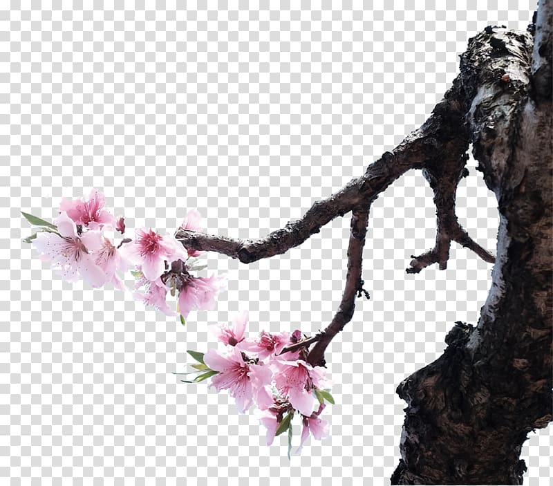 National Cherry Blossom Festival Petal, Cherry blossoms transparent background PNG clipart