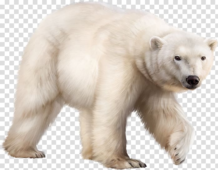 Polar bear Ligue de l'enseignement Mathematics Ursa Major, polar bear transparent background PNG clipart