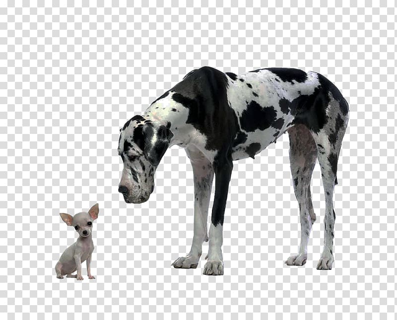 Great Dane Chihuahua Puppy Cat Food Dog Food, Xm transparent background PNG clipart