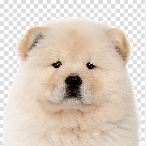 The chow chow Puppy Keeshond Akita, puppy transparent background PNG clipart