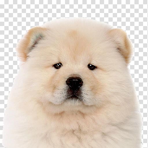 Akita chow hot sale puppy