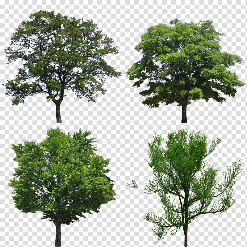Tree Quercus ilex Oak Evergreen, tree transparent background PNG clipart