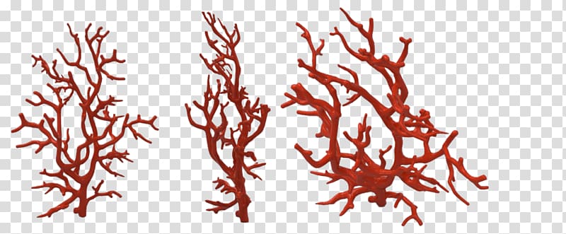 Red Coral Coral reef Alcyonacea, sea transparent background PNG clipart
