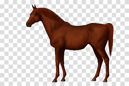 Criollo horse Arabian horse Nez Perce Horse Akhal-Teke Barb horse, others transparent background PNG clipart
