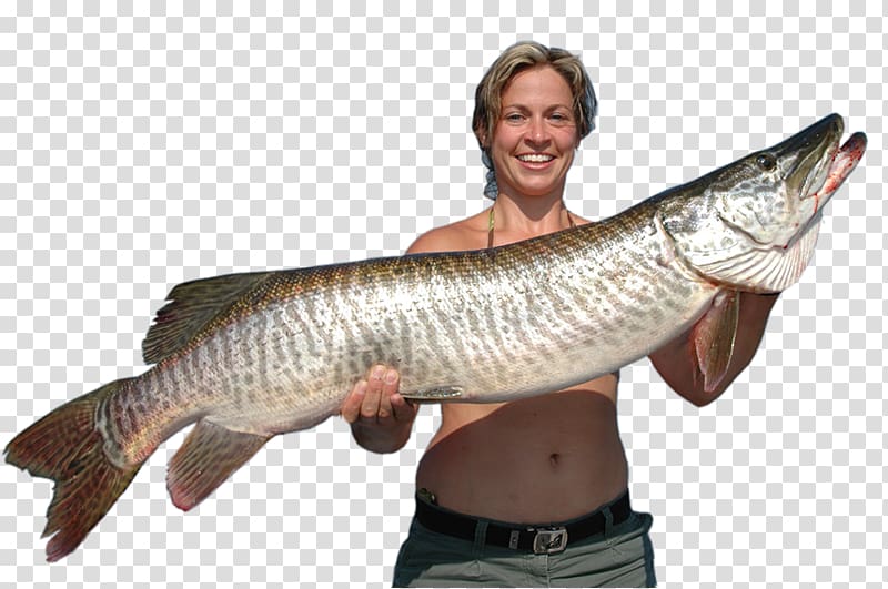Northern pike Kenora Shoal Lake Lake of the Woods Muskellunge, tiger woods transparent background PNG clipart