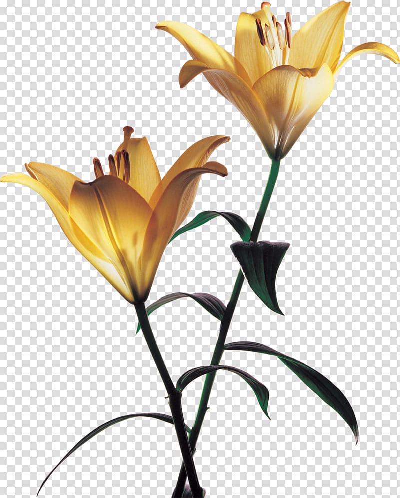 Flower , flower transparent background PNG clipart | HiClipart