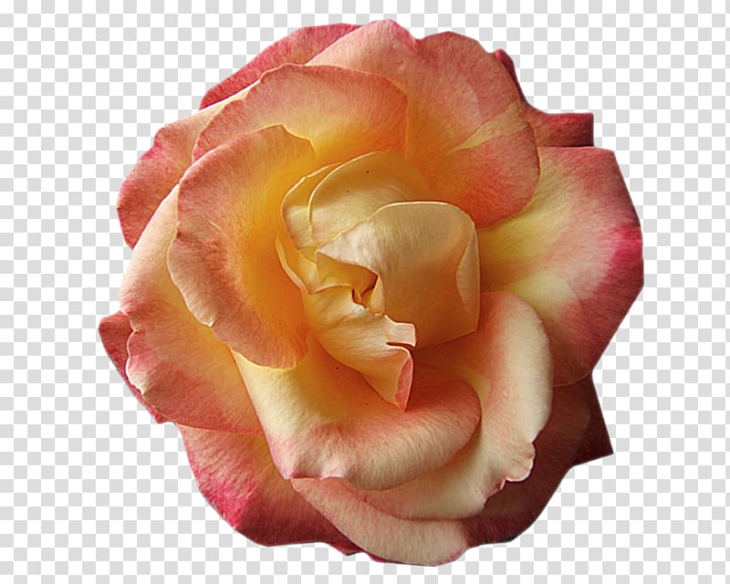 Floribunda Cabbage rose Garden roses Cut flowers Petal, O creative transparent background PNG clipart