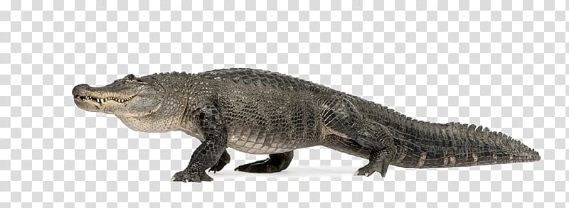Alligator Turtle Crocodile Poster Wall, Ferocious alligator animal transparent background PNG clipart