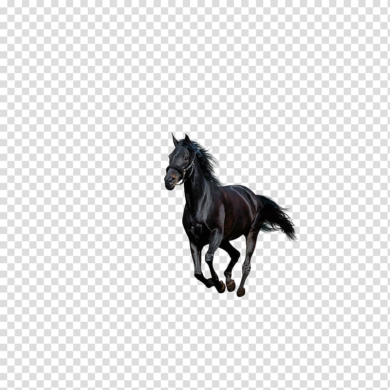 American Paint Horse Howrse Black, Running horse transparent background PNG clipart