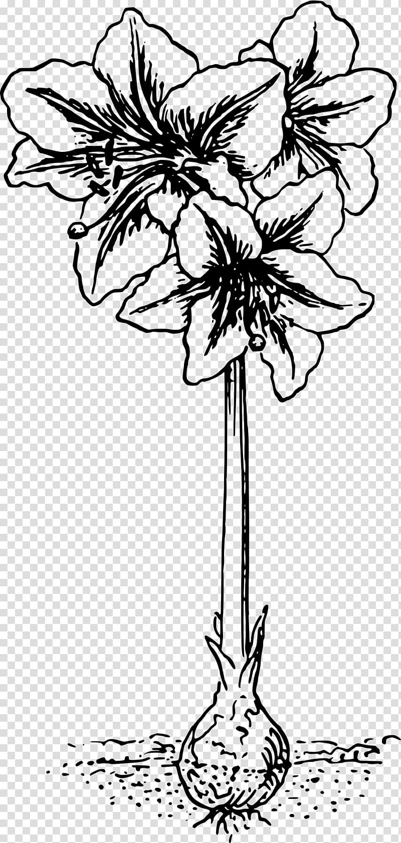 Tattoo Amaryllis graphics , public domain botanical illustrations transparent background PNG clipart