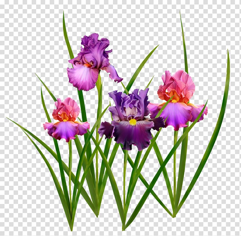 Medina Battle of Uhud Crocus Woman, Irises transparent background PNG clipart