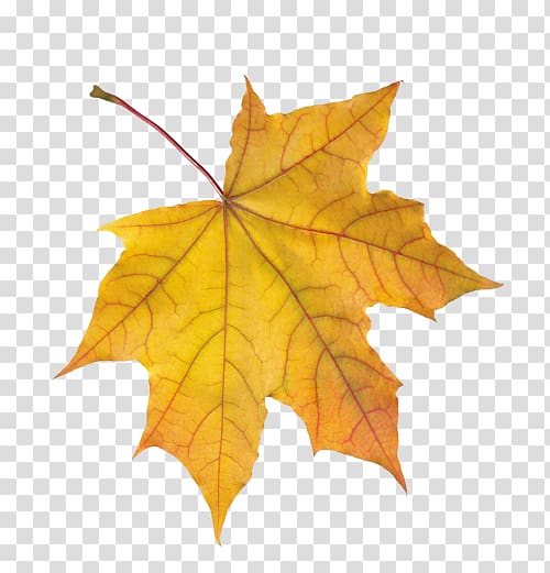 Maple leaf Autumn Leaves Animaatio, Leaf transparent background PNG clipart