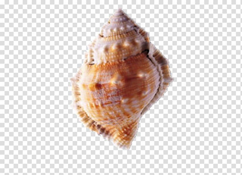 Seashell, conch transparent background PNG clipart