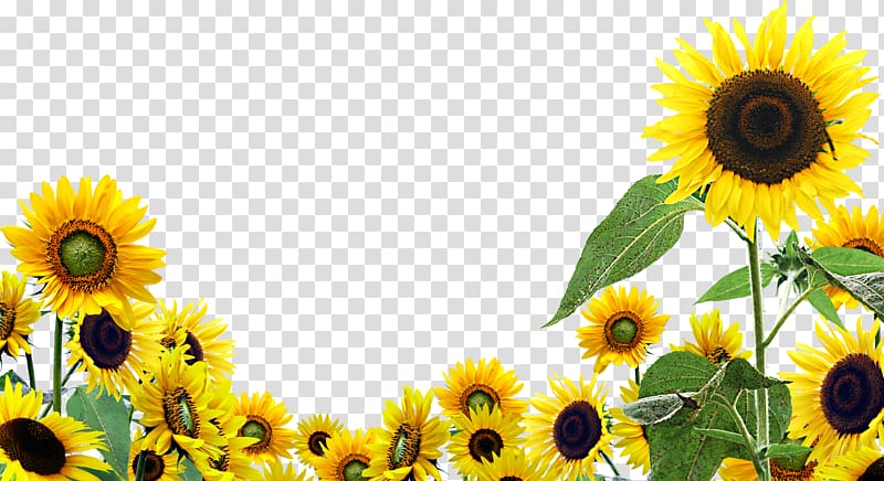 yellow sunflowers illustration, Desktop Common sunflower , sunflower oil transparent background PNG clipart