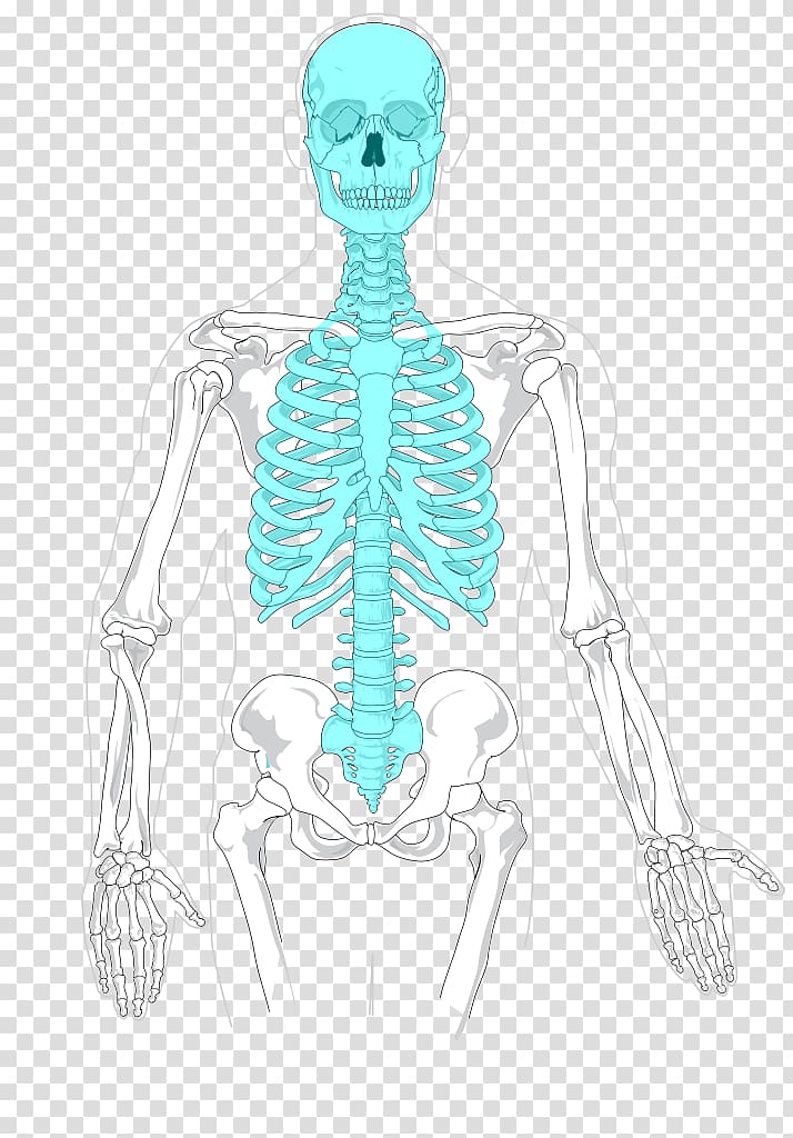 Axial skeleton Human skeleton Appendicular skeleton Rib cage, human skeleton transparent background PNG clipart