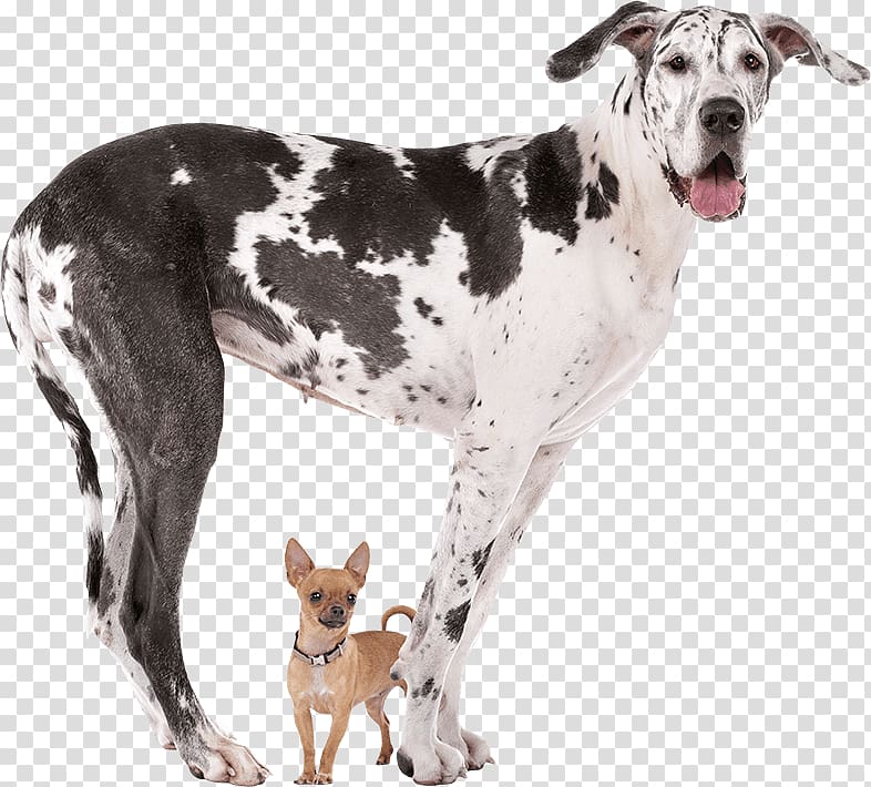 Great Dane Dog breed Chihuahua Working dog, GREAT DANE transparent background PNG clipart