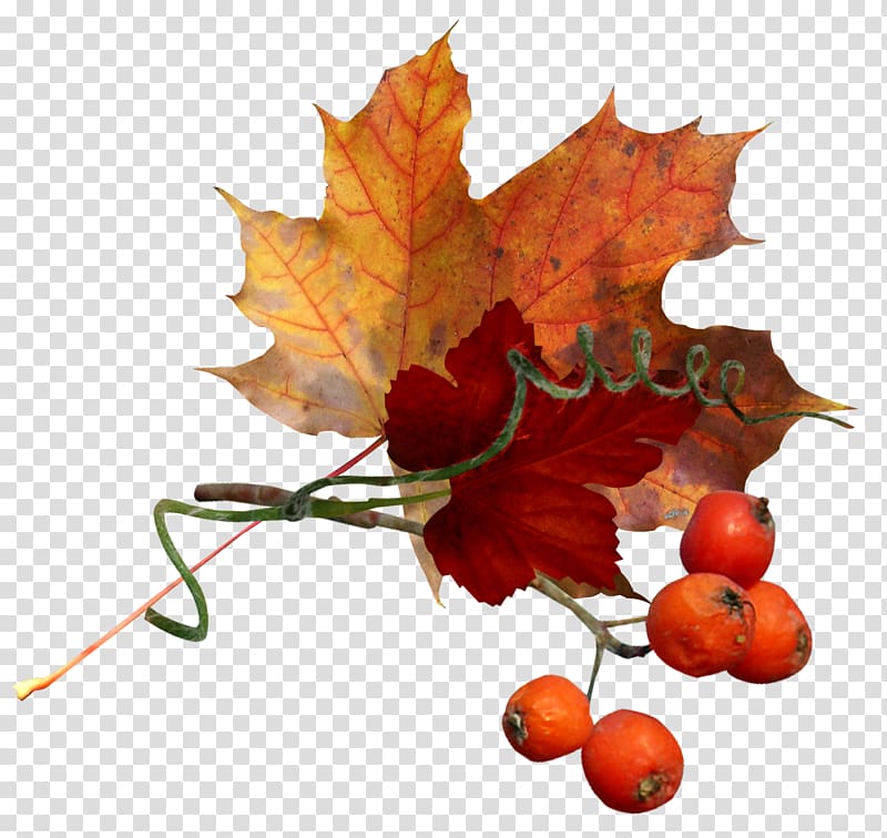 Autumn Flower , autumn transparent background PNG clipart